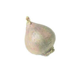 Ajo macho (Libra)
