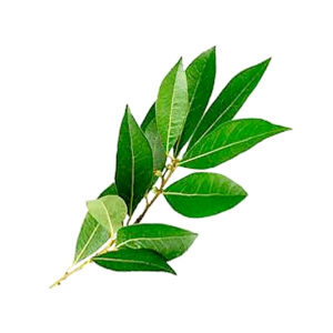 Hoja de naranja (Atado)