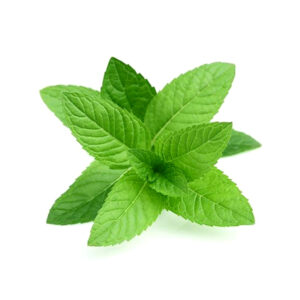 Menta (Atado)