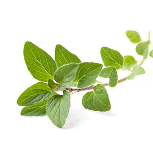Orégano (Atado)